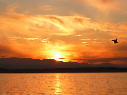 siluet gunung, keemasan, jam, backlit, teluk, pantai, awan, Fajar, malam, penerbangan, pemandangan, alam, samudra, Jeruk, refleksi, indah, laut, pemandangan laut, langit, musim panas, matahari, matahari terbenam, air, keindahan di alam, awan - langit, scenics - alam, warna oranye, ketenangan, burung, adegan yang tenang, tema binatang, binatang di alam liar, hewan, bertulang belakang, satwa liar hewan, bayangan hitam, tepi laut, tidak ada orang, di luar rumah, 1080P, CC0, domain publik, bebas royalti