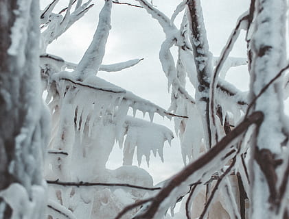 Canadá, goderich, inverno, árvore, neve, gelo, plantar, temperatura fria, ninguém, ramo, natureza, fechar-se, dia, congeladas, beleza na natureza, cor branca, ao ar livre, árvore nua, focar em primeiro plano, tranquilidade, sincelo, nevasca, 4K, CC0, domínio público, royalty free