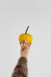 women, hands, sweater, holding, pumpkin, female, person, yellow, autumn, fall, orange, vegetable, halloween, healthy eating, food and drink, food, hand, human hand, one person, wellbeing, human body part, fruit, indoors, freshness, studio shot, healthy lifestyle, copy space, white background, apple - fruit, adult, organic, ripe, finger, human limb, dieting, 5K