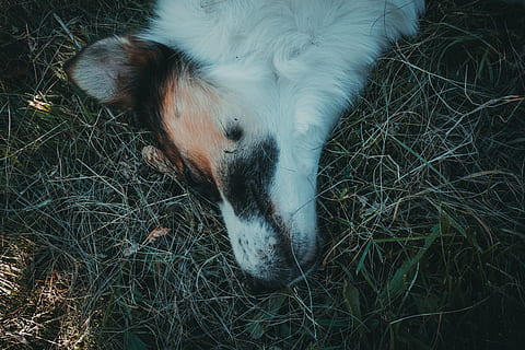 perro, acostado, pastos, animal, bozal, dormido, cabeza, mascota, oscuro, hierba, marrón, blanco, perfil, potro, mamífero, caballo, bella Durmiente, perrito, amigo, macro, minimalismo, temas de animales, un animal, nacional, mascotas, animales domesticos, vertebrado, planta, campo, ganado, nadie, tierra, naturaleza, parte del cuerpo del animal, fauna animal, vista de alto ángulo, día, cabeza de animal, al aire libre, herbívoro, 4K, CC0, dominio público, libre de derechos