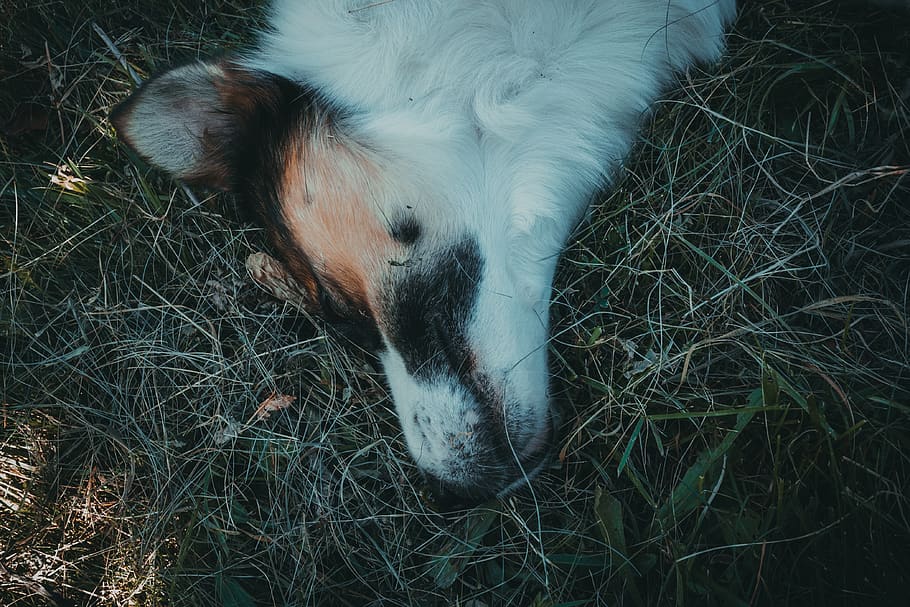cane, dire bugie, erbe, animale, museruola, addormentato, capo, animale domestico, buio, erba, Marrone, bianca, profilo, puledro, mammifero, cavallo, la bella addormentata, cagnetto, amico, macro, minimalismo, temi animali, un animale, domestico, animali domestici, vertebrato, pianta, campo, bestiame, nessuno, terra, natura, parte del corpo animale, fauna selvatica, vista dall'alto, giorno, testa di animale, all'aperto, erbivoro, 4K