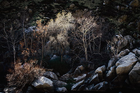 arbres sense fulles, envoltat, roques, naturalesa, a l'aire lliure, gel, Estats Units, Califòrnia, kern river, terra, neu, gelades, planta, desert, arbre, sòl, runes, arbres, vessant, paisatge, pissarra, vegetació, rock, bosc, sòlid, rock - object, cap gent, tranquil·litat, dia, bellesa a la natura, escena tranquil·la, creixement, escenics - natura, aigua, escena no urbana, medi ambient, aigua que flueix, 8K, CC0, domini públic, lliure de regalies