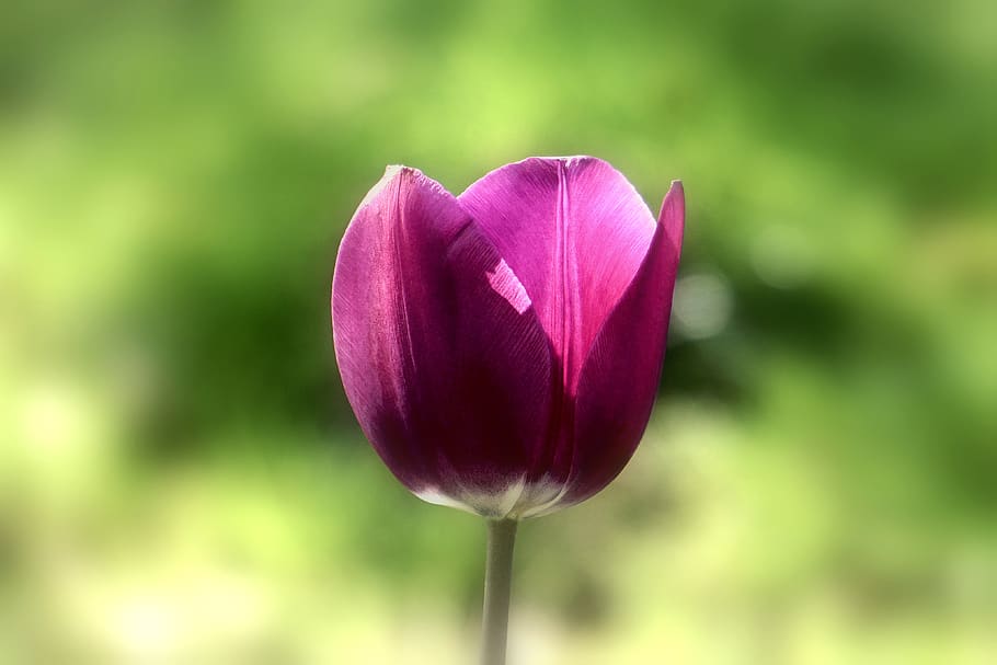 fiore viola, fioritura, sfocatura, avvicinamento, delicato, flora, fiore, messa a fuoco, crescita, natura, petali, pianta fiorita, bellezza nella natura, pianta, freschezza, fragilità, petalo, vulnerabilità, infiorescenza, testa di fiore, viola, concentrarsi sulle conoscenze acquisite, nessuno, colore rosa, tulipano, primavera, all'aperto, 4K