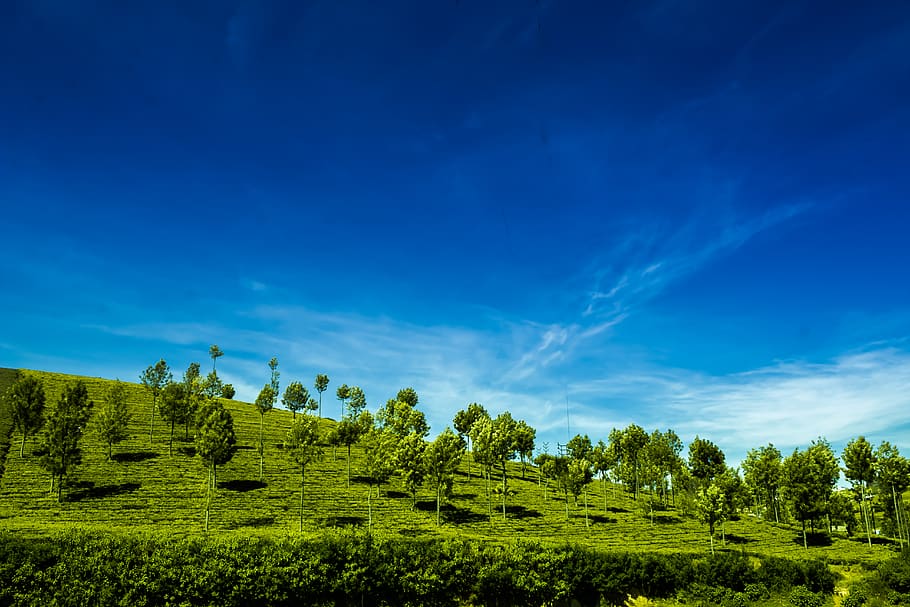 bluehour, blusky, núvols, cel, ooty, paisatge, fotografia, Índia, propietat, te, arbres, planta, bellesa a la natura, escena tranquil·la, arbre, escenics - natura, tranquil·litat, color verd, medi ambient, blau, creixement, terra, camp, núvol - cel, naturalesa, cap gent, dia, escena no urbana, idíl·lic, 5K