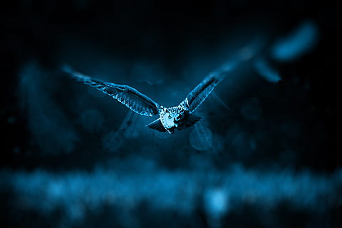 ocell, volant, blau, foto clara, animal, fosc, nit, mussol, animal salvatge, fauna animal, animals a la natura, temes d'animals, un animal, ales separades, vertebrats, naturalesa, a l'aire, a l'aire lliure, cap gent, en moviment, rapinyaire, moviment, part del cos dels animals, mar, 5K, CC0, domini públic, lliure de regalies