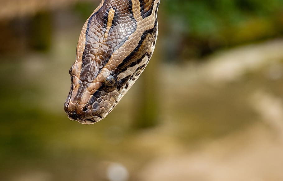pitó reticulat marró, animal, primer pla, macro, python, serp pitó, escales, serp, espècies, vietnam, vida salvatge, temes d'animals, un animal, rèptil, fauna animal, animals a la natura, centrar-se en primer pla, vertebrats, part del cos dels animals, cap d’animals, cap gent, naturalesa, dia, senyal d'advertència, a l'aire lliure, signe, comunicació, aigua, verinós, escala d’animals, ull d’animals, boca oberta, 4K