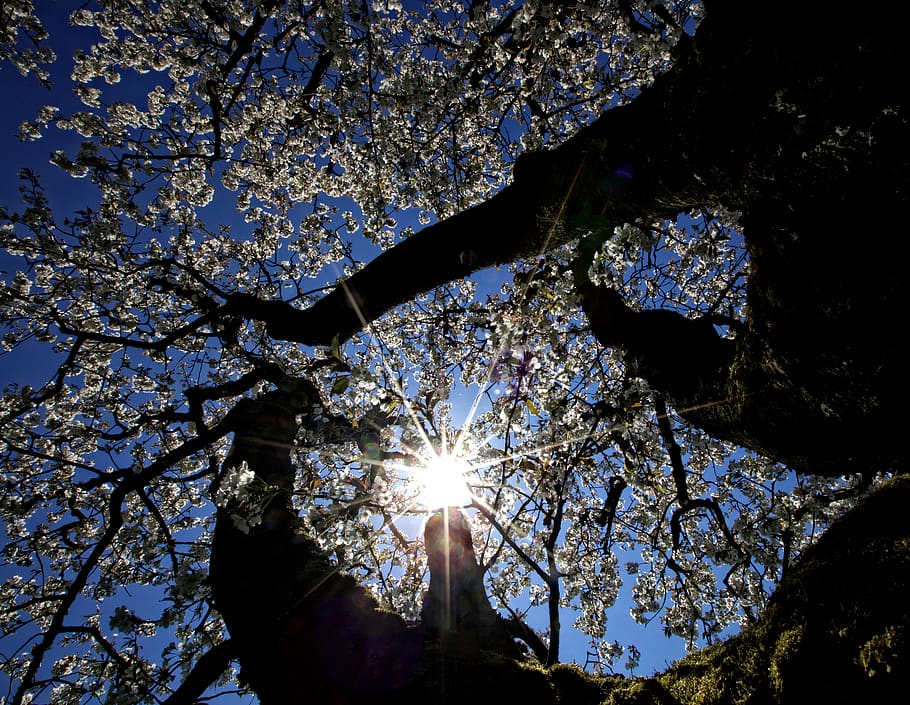 Baum, Blume, Licht, Sonne, Perspektive, Frühling, blühen, Leben, Sonnenlicht, Pflanze, Flachwinkelansicht, Himmel, Sonnenstrahl, Natur, Ast, Wachstum, Schönheit in der Natur, Linseneffekt, Tag, keine Leute, Ruhe, draußen, sonnig, Blau, Silhouette, Nahansicht, hell, Streaming, 5K