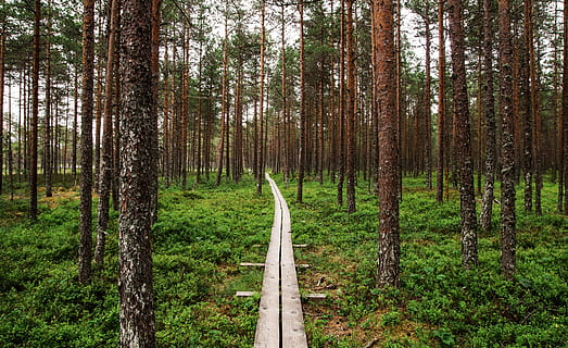 widok, drewniany, ścieżka, wewnątrz, światło dzienne, środowisko, trawa, wzrost, poradnictwo, krajobraz, Natura, park, Droga, sceniczny, lato, pnie drzew, drzewa, bagażnik samochodowy, Las, drzewo, roślina, wylądować, pnia drzewa, spokój, zielony kolor, piękno natury, spokojna scena, scena pozamiejska, lesisty teren, kierunek, żadnych ludzi, droga naprzód, dzień, scenics - natura, na dworze, tor, 5K, CC0, domena publiczna, darmowe zdjęcia