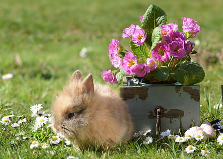 conill, Pasqua, llebre, conill de Pasqua, bonic, primavera, animal, món animal, mascota, encantador, pell, naturalesa, divertit, flors, nager, rosegador, pelut, herba, conill nana, conill nan, primes, prat, flor, planta amb flors, planta, temes d'animals, mamífer, un animal, cap gent, fauna animal, mascotes, dia, nacional, frescor, primer pla, bellesa a la natura, color verd, animals domèstics, a l'aire lliure, petit, porpra, cap de flor, test de flor, 4K, CC0, domini públic, lliure de regalies
