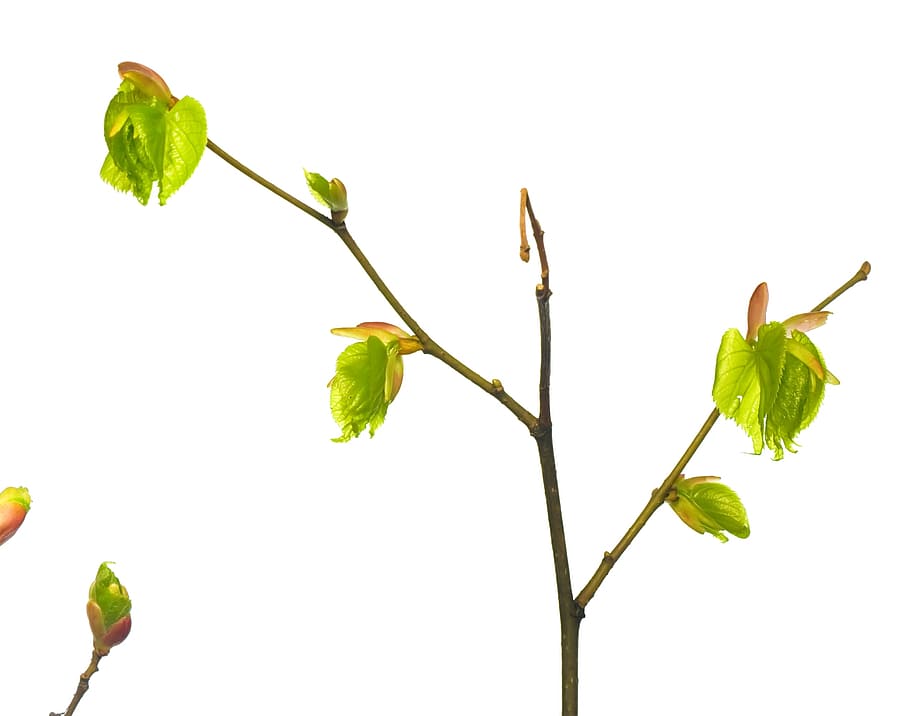 afdeling, træ, blad, grøn, hvid, plante, isolerede, blade, ny, natur, forår, Kvist, knop, spirende, blomstre, spire, stilk, tæt på, lille, spray, løv, Brun, sæson-, botanisk, voksende, burst, flor, skyde, Kirsebærtræ, vegetation, makro, sæson, flora, kirsebær, ung, have, løvet, urt, frisk, detalje, delikat, friskhed, plante del, skønhed i naturen, grøn farve, vækst, hvid baggrund, ingen mennesker, studio skud, plantestamme, sårbarhed, skrøbelighed, udendørs, blomst, fokus på forgrunden, 1080P