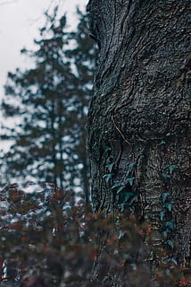 arbre, planta, tronc de l'arbre, profunditat, paisatge, primer pla, naturalesa, vinyes, animal, mamífer, flicker bird, picot, ocell, arrel, arbre para cautxú, barana, jay, bedoll, lloro, tronc, textura, creixement, dia, centrar-se en primer pla, cap gent, enfocament selectiu, escorça, aspre, a l'aire lliure, escorça de la planta, tranquil·litat, patró, terra, branca, efecte texturat, liquen, arbre de coníferes, 5K, CC0, domini públic, lliure de regalies