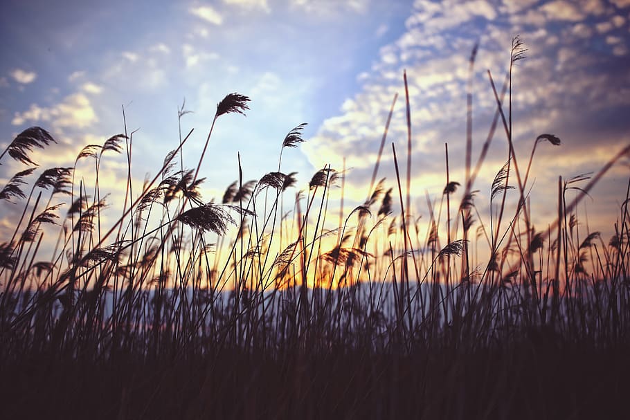 phragmites al capvespre, naturalesa, canya, creixement, planta, bellesa a la natura, núvol - cel, cel, tranquil·litat, camp, terra, cap gent, posta de sol, escena tranquil·la, a l'aire lliure, primer pla, centrar-se en primer pla, herba, cultiu, escenics - natura, llum solar, agricultura, tija, 5K