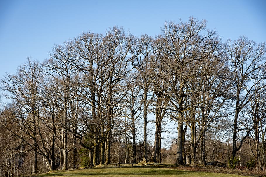 arbre, primavera, bosc, branques, arbreda, planta, abril, kalt, cel blau, cel, arbre nu, terra, naturalesa, tranquil·litat, cap gent, bellesa a la natura, dia, camp, creixement, escena tranquil·la, escenics - natura, branca, escena no urbana, paisatge, tardor, a l'aire lliure, canvi, treelined, 5K