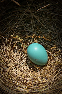 niu, ou, robin, niu d’animals, ous d’animals, inicis, cap gent, nova vida, vista d’angle alt, menjar, ocell, naturalesa, Pasqua, blau, niu d'ocells, primer pla, menjar i beguda, fenc, ou de Pasqua, festa, dia, planta, a l'aire lliure, estalvis, color turquesa, 4K, CC0, domini públic, lliure de regalies
