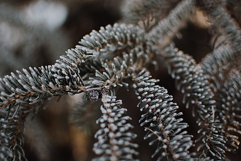 Pflanze, Baum, Kiefer, Nadelbaum, Tier, Reptil, Eidechse, abies, Tanne, Frost, Fichte, Eis, Natur, draußen, Schnee, Kiefernnadel, Ast, Textur, dunkel, Nahansicht, selektiver Fokus, keine Leute, Tag, Muster, trocken, Winter, kalte Temperatur, Fokus auf den Vordergrund, Hintergründe, Essen und Trinken, Pinaceae, Lebensmittel, Wachstum, 5K, CC0, gemeinfrei, lizenzfrei