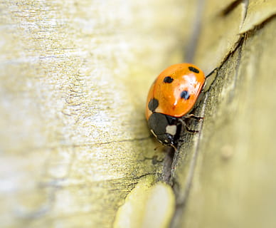 Marieta, error, escarabat, insecte, naturalesa, macro, primer pla, jardí, taronja, petit, animal, fora, estiu, primavera, fauna animal, un animal, invertebrat, animals a la natura, enfocament selectiu, cap gent, dia, tacat, color taronja, a l'aire lliure, material de fusta, 4K, CC0, domini públic, lliure de regalies