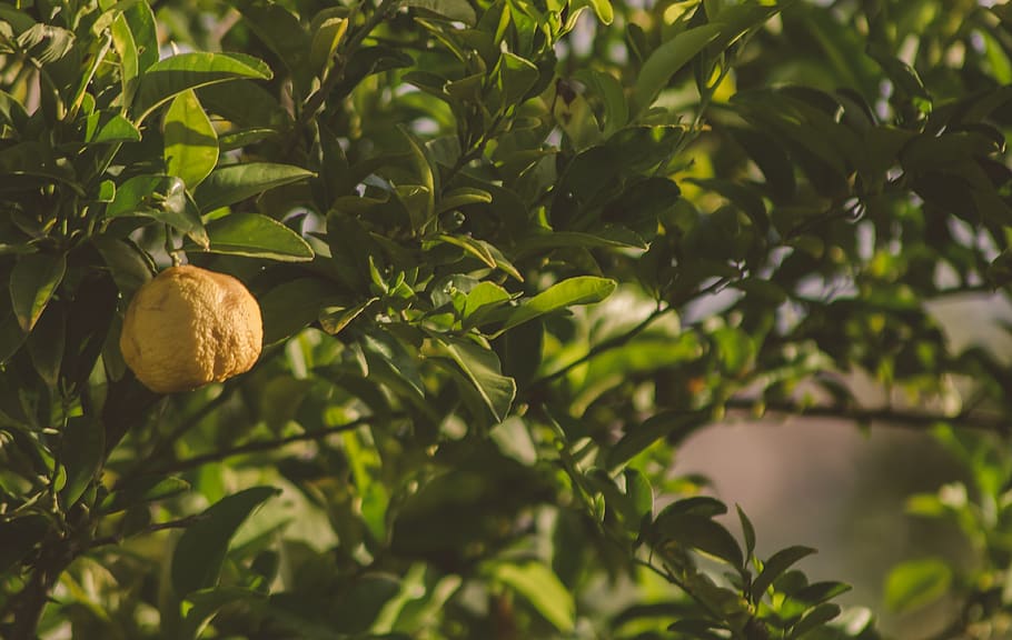 Zitrone, Baum, Zitronenbaum, Zitrusfrüchte, Hain, Grün, Blätter, Obst, Gelb, frisch, Natur, draussen, Laub, Sommer-, Blatt, Pflanzenteil, Wachstum, Pflanze, Lebensmittel, gesundes Essen, grüne Farbe, Essen und Trinken, Frische, keine Leute, Wohlbefinden, Nahansicht, Ast, draußen, Tag, Sonnenlicht, Schönheit in der Natur, 4K