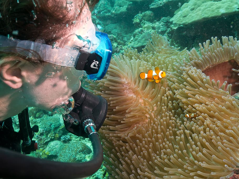 busseig, bussejador, nemo, peixos pallassos, anemone, trobada, Filipines, sota l'aigua, mar, aigua, submarí, animals a la natura, una persona, invertebrat, nedar, marí, la vida marina, esport aquàtic, fauna animal, aventura, submarinisme, exploració, naturalesa, esport, coral, 4K