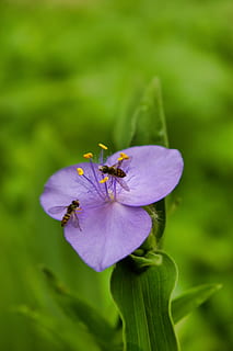 blomsterfluer, hoverflies, insekt, vinger, natur, blomster, blomstre, anlegg, blomstringen, blomst, makro, lilla, grønn, vill, dyreliv, naturlig, fly insekt, flora, utendørs, vår, pollinering, pollinator, petals, botanisk, blomstrende plante, skjørhet, sårbarhet, petal, friskhet, skjønnhet i naturen, vekst, blomsterhodet, inflorescence, nærbilde, virvelløse, ingen folk, dyre temaer, pollen, dyr, 2K, CC0, offentlig domene, opphavsrett gratis