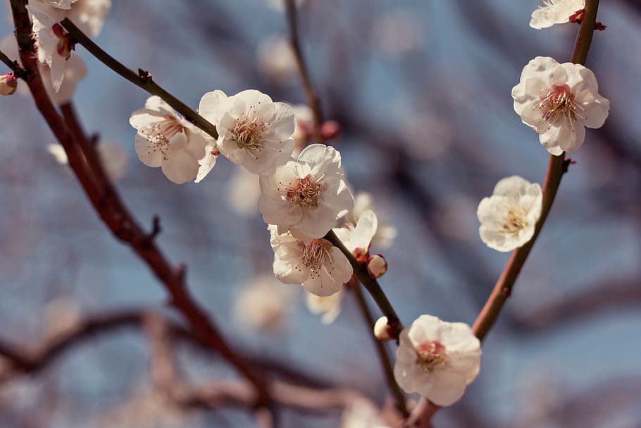 witbloeiende boom, fabriek, bloeiende plant, bloem, breekbaarheid, boom, bloesem, schoonheid in de natuur, groei, lente, kwetsbaarheid, versheid, detailopname, tak, focus op de voorgrond, takje, bloeiwijze, natuur, witte kleur, bloemblad, geen mensen, pruimenbloesem, bloemhoofd, kersenbloesem, stuifmeel, buitenshuis, kersenboom, zachtheid, 5K