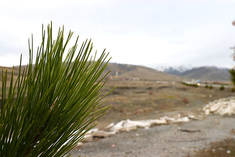 Kiefer, Baum, Blätter, Kiefernblätter, Pflanze, Wachstum, Natur, Himmel, Schönheit in der Natur, grüne Farbe, Land, Tag, Fokus auf den Vordergrund, Ruhe, Landschaft, keine Leute, Feld, Umgebung, Berg, draußen, Szenen - Natur, Nahansicht, wolke - himmel, ruhige Szene, trockenes Klima, 5K, CC0, gemeinfrei, lizenzfrei