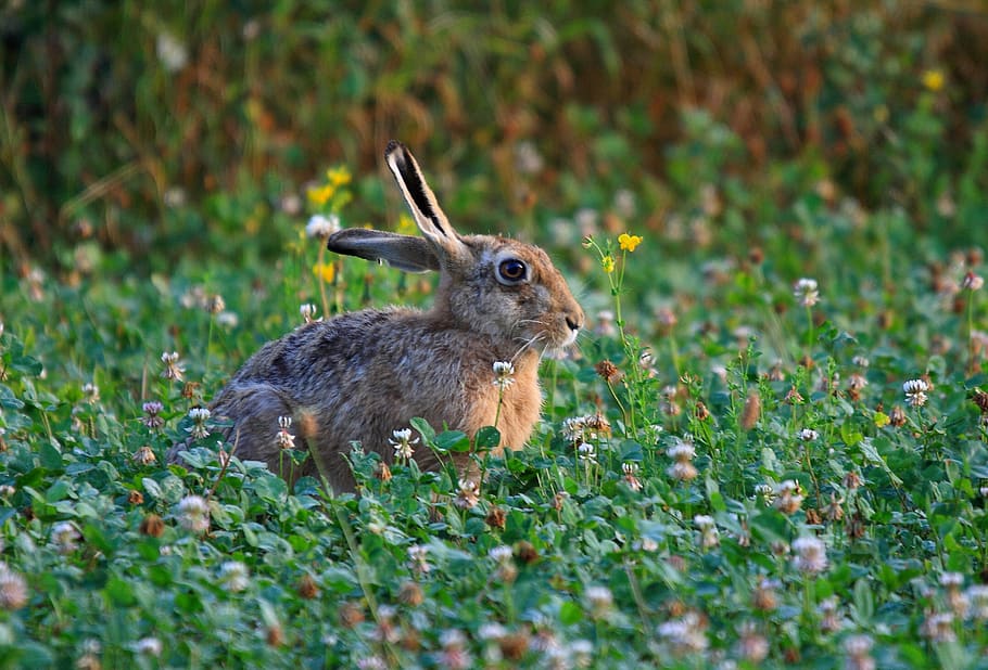 natur, hare, kanin, nuttet, pattedyr, vild, dyr, forår, græs, blomster, naturlig, flora, dyre temaer, dyreliv, plante, dyr i naturen, et dyr, selektiv fokusering, jord, Mark, hvirveldyr, ingen mennesker, kanin - dyr, dag, sidebillede, grøn farve, udendørs, husdyr, planteædende, 2K