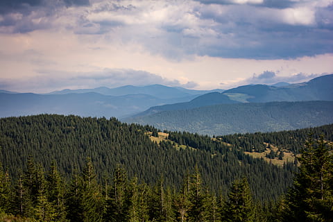 Ucraïna, hoverla, escenics - natura, bellesa a la natura, muntanya, arbre, núvol - cel, escena tranquil·la, tranquil·litat, cel, planta, escena no urbana, medi ambient, paisatge, creixement, Serra, cap gent, naturalesa, idíl·lic, color verd, dia, terra, a l'aire lliure, arbre de coníferes, pi, 5K, CC0, domini públic, lliure de regalies