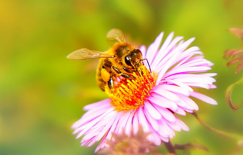 abella en flor, insecte, abella, animal, invertebrat, pol·len, planta, flora, àcids, flor, aster, Vespa, Hornet, andrena, Abellot, asteràcies, asilidae, volar, antera, planta amb flors, temes d'animals, bellesa a la natura, un animal, pètal, animals a la natura, fragilitat, fauna animal, cap de flor, vulnerabilitat, frescor, primer pla, creixement, inflorescència, polinització, cap gent, color rosa, porpra, 2K, CC0, domini públic, lliure de regalies