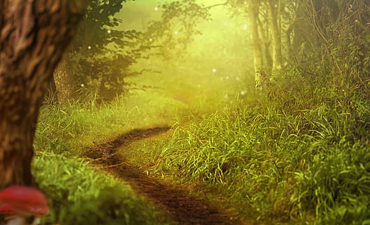 background image, forest, trees, path, forest path, mushrooms, plant, shrubs, lighting, template, mystical, idyllic, atmosphere, glowworm, fairytale, green, nature, fog, tree, grass, land, green color, growth, beauty in nature, selective focus, tranquility, no people, sunlight, day, tranquil scene, trunk, tree trunk, field, footpath, outdoors, trail, 5K, CC0, public domain, royalty free