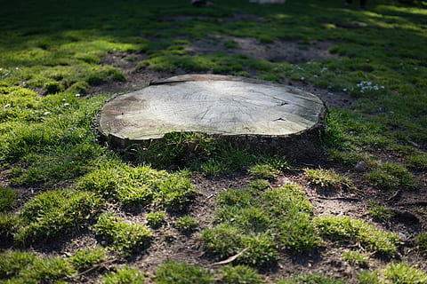 strom, střih, dolů, kotleta, kufr, log, tráva, pole, louka, les, zahrada, dřevo, dřevorubec, logger, palivové dříví, borovice, slunce, přírodní, světlo, večer, rostlina, houba, přistát, růst, Příroda, selektivní zaměření, nikdo, den, zeleniny, mech, detail, zelená barva, krása v přírodě, muchomůrka, venku, jídlo, povrchu, kůra, 2K, CC0, veřejná doména, bez autorských práv