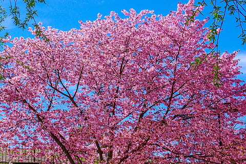 cirerer, primavera, florir, flor, arbre, rosa, Flors de cirerer, naturalesa, colorit, l’apogeu del, planta, plantes ornamentals, cel, color rosa, planta amb flors, creixement, bellesa a la natura, vista d’angle baix, frescor, fragilitat, branca, vulnerabilitat, flor de cirerer, dia, cap gent, a l'aire lliure, 2K, CC0, domini públic, lliure de regalies