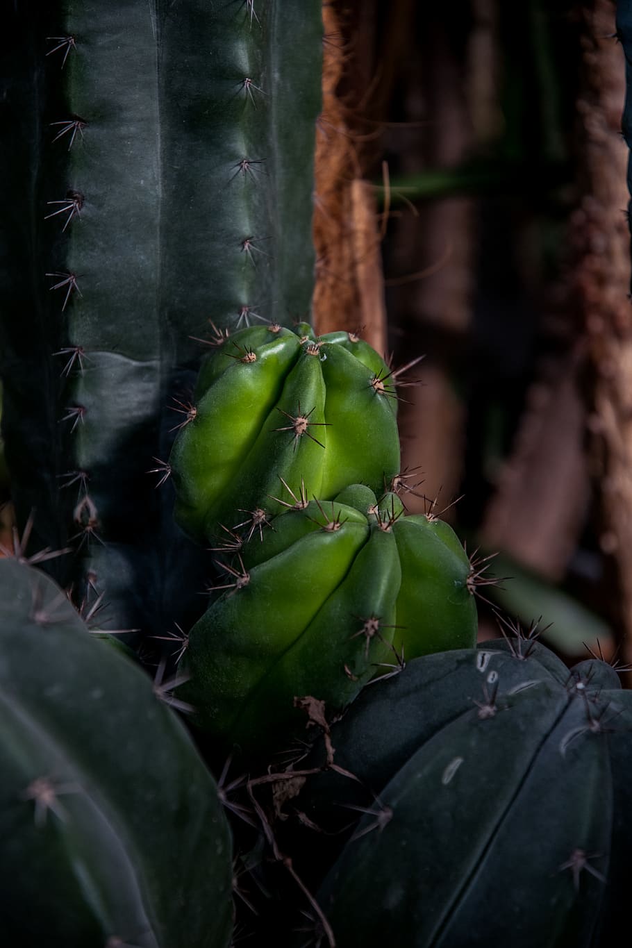 cactus verd, planta, cactus, goma d'esborrar, flor, anemone, cardenal, ocell, animal, inflable, llauna, Llauna pot, acanthaceae, falcó, instrument musical, clarinet, menjar, pastís, postres, color verd, creixement, part de la planta, primer pla, full, cap gent, naturalesa, dia, bellesa a la natura, enfocament selectiu, planta suculenta, menjar i beguda, centrar-se en primer pla, a l'aire lliure, frescor, alimentació saludable, terra, picant, 4K