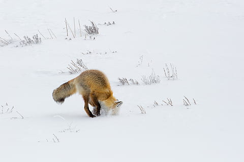 fox, red, digging, hunter, hunting, wildlife, nature, snow, winter, predator, wilderness, nps, yellowstone national park, herbert, wyoming, usa, carnivore, mammal, wild, furry, animal, cold temperature, animal themes, animals in the wild, animal wildlife, one animal, vertebrate, land, white color, no people, field, day, beauty in nature, covering, domestic animals, outdoors, 2K, CC0, public domain, royalty free
