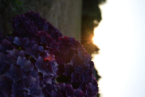 Danmark, vejle, solnedgang, blomst, blomstrende plante, plante, tæt på, skønhed i naturen, natur, friskhed, vækst, sårbarhed, skrøbelighed, lilla, blomsterstand, kronblad, blomsterhoved, ingen mennesker, sollys, udendørs, dag, selektiv fokusering, himmel, 5K, CC0, offentligt domæne, royaltyfrie