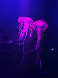 Medusa, mar, submarino, marina, animales en la naturaleza, vida marina, fauna animal, temas de animales, animal, agua, invertebrado, nadando, tanque, un animal, nadie, azul, acuario, color rosa, flotando en el agua, fondo negro, púrpura, luminosidad, 4K, CC0, dominio público, libre de derechos