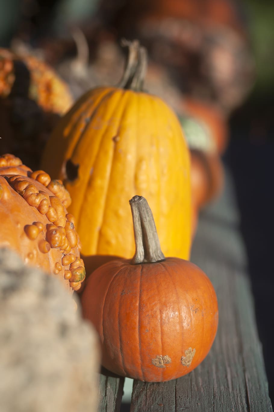 orange Kürbislos, Flora, Pflanze, Lebensmittel, Gemüse, quetschen, Kürbis, produzieren, Massachusetts, Vereinigte Staaten, Essen und Trinken, Halloween, Herbst, Frische, gesundes Essen, Nahansicht, Fokus auf den Vordergrund, orange Farbe, Holz - Material, Feier, Tag, Wohlbefinden, keine Leute, Stillleben, draußen, Rohkost, Natur, Jack o 'Laterne, vegetarisches Essen, 5K