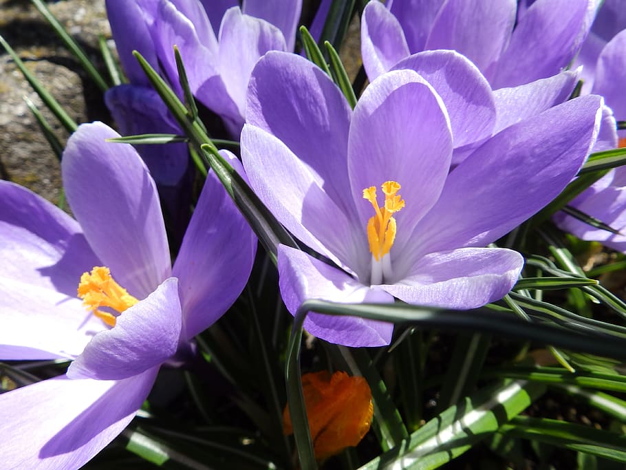 flors, crocus, primavera, safrà, naturalesa, flor, violeta, florir, flora, jardí, prato, color, bonic, esplendor, planta amb flors, planta, vulnerabilitat, fragilitat, pètal, frescor, bellesa a la natura, creixement, primer pla, cap de flor, inflorescència, porpra, pol·len, iris, cap gent, dia, llum solar, 4K