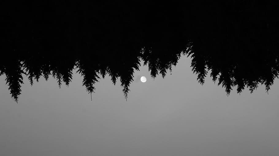 arbres, naturalesa, bosc, lluna, bw, mínim, fons de pantalla, fosc, resum, arbre, planta, tranquil·litat, bellesa a la natura, silueta, escena tranquil·la, cap gent, creixement, escenics - natura, escena no urbana, cel, boira, dia, còpia espai, a l'aire lliure, terra, idíl·lic, arbre de coníferes, bosc de pi, 2K
