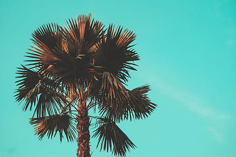 palmier, arecaceae, flore, plante, arbre, Indonésie, gelora bung karno, conifère, gris, climat tropical, ciel, faible angle de vue, la nature, beauté dans la nature, personne, croissance, journée, feuille de palmier, tranquillité, feuille, bleu, ciel clair, tronc d'arbre, en plein air, tronc, espace de copie, arbre tropical, cocotier, pointu, 4K, CC0, domaine public, libre de droits