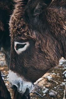 brunt æsel, æsel, dyr, pattedyr, dyreliv, hest, smuk, eventyr, øjne, udforske, rejse, rejselyst, kvæg, tyr, ko, næsehorn, elg, hjort, alpaca, dyre temaer, et dyr, hvirveldyr, husdyr, ingen mennesker, dag, dyr i naturen, natur, tæt på, Brun, kæledyr, udendørs, fokus på forgrunden, indenlandske, dyr kropsdel, dyr hoved, planteædende, 5K, CC0, offentligt domæne, royaltyfrie