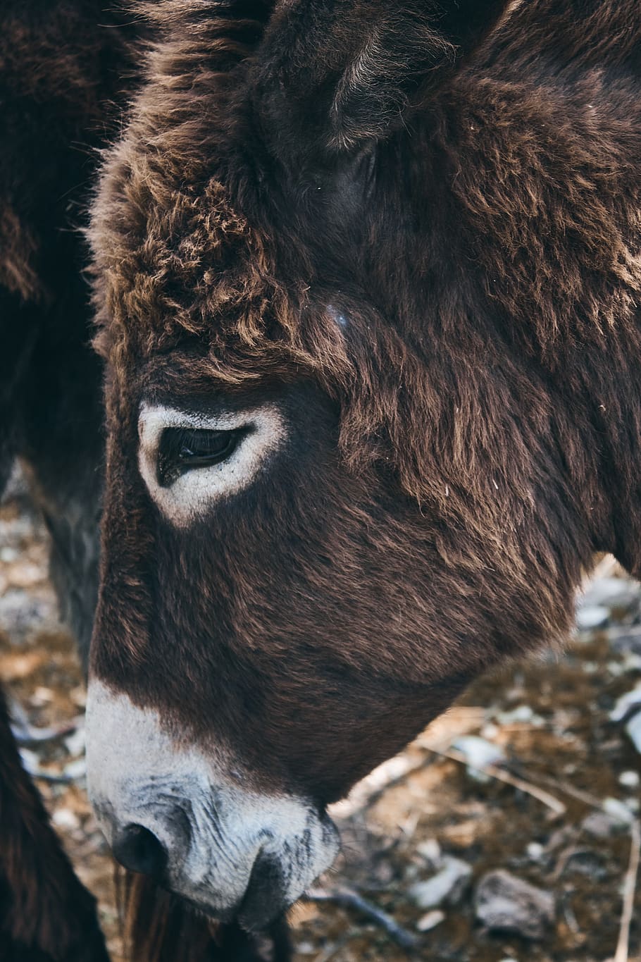 brunt æsel, æsel, dyr, pattedyr, dyreliv, hest, smuk, eventyr, øjne, udforske, rejse, rejselyst, kvæg, tyr, ko, næsehorn, elg, hjort, alpaca, dyre temaer, et dyr, hvirveldyr, husdyr, ingen mennesker, dag, dyr i naturen, natur, tæt på, Brun, kæledyr, udendørs, fokus på forgrunden, indenlandske, dyr kropsdel, dyr hoved, planteædende, 5K