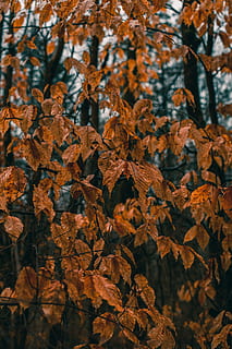 arbre de fulles marrons, planta, full, arbre, maple, tronc de l'arbre, venes, fulla d'auró, roure, torre, arquitectura, fletxa, campanar, edifici, flamarada, llum, animal, Agelaius, ocell, merla, edifici d'oficines, tardor, part de la planta, canvi, fulles, naturalesa, dia, cap gent, bellesa a la natura, color taronja, primer pla, vulnerabilitat, sec, centrar-se en primer pla, a l'aire lliure, branca, terra, condició natural, col·lecció de tardor, caure, 5K, CC0, domini públic, lliure de regalies