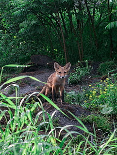 Canadà, ottawa, bosc, guineus, la vulpera, verd, arbres, temes d'animals, animal, mamífer, un animal, planta, fauna animal, vertebrats, terra, animals a la natura, naturalesa, mirant la càmera, retrat, cap gent, creixement, arbre, color verd, nacional, camp, animals domèstics, 1080P, CC0, domini públic, lliure de regalies