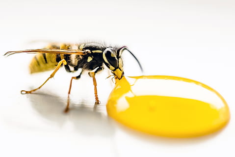 Wespe, Trinken, Zitrone, Makro, Insekt, Getränk, Tier, Garten, Gelb, Wasser, Stachel, Blume, blühen, bio, Nahansicht, lecker, Süss, Schatten, Biene, Tierthemen, wirbellos, ein Tier, Tierwelt, Tiere in freier Wildbahn, weißer Hintergrund, Tierkörperteil, Studioaufnahme, keine Leute, selektiver Fokus, extreme Nahaufnahme, drinnen, Tierflügel, Natur, Tierantenne, Tierbein, Tierauge, klein, 4K, CC0, gemeinfrei, lizenzfrei