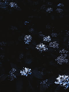 ดอกไม้, ต้นไม้, มืด, สีน้ำเงิน, ขาว, desaturated, ใบไม้, ไม่มีคน, ธรรมชาติ, ปลูก, เต็มกรอบ, ความงามในธรรมชาติ, ภูมิหลัง, ความอ่อนแอ, แบบแผน, ความบอบบาง, กลางคืน, เครื่องประดับ, ไม้ดอก, ใกล้ชิด, กลางแจ้ง, การเจริญเติบโต, อุณหภูมิเย็น, หิมะ, คริสต์มาส, 5K, CC0, โดเมนสาธารณะ, ค่าลิขสิทธิ์ฟรี
