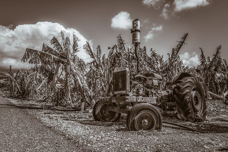 tractor, vell, oldtimer, rovellat, envellit, resistent, antiguitat, rural, camp, plantació de plàtans, decaïment, monocroma, arbre, transport, dia, núvol - cel, planta, vehicle terrestre, naturalesa, manera de transport, cel, terra, persones reals, a l'aire lliure, fàbrica, maquinària, indústria, ocupació, medi ambient, Pol · lució, 5K
