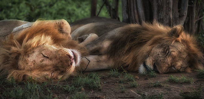 aslan, dişi aslan, uyuyor, yeşil, çimen, dayanma, etobur, büyük kedi, yırtıcı hayvan, kedi bıyığı, uzanmanız, pinekleme, zemin, iki, safari, Afrika, doğa, arkadaş, albino, zencefil, zambia, güney luangwa, memeli, hayvan, hayvan temaları, kedi, aslan - kedi, gevşeme, hayvan grubu, hayvan yaban hayatı, vahşi hayvanlar, uzanmak, insansız, ağaç, etoburlar, iki hayvan, omurgalı, hayvan ailesi, açık havada, aşılmamış kedi, 5K, CC0, kamu malı, telif ücretsiz