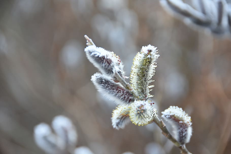 primavera, macro, plantes, flors, pussywillow, planta, creixement, flor, bellesa a la natura, primer pla, temperatura de fred, centrar-se en primer pla, naturalesa, hivern, dia, fragilitat, planta amb flors, cap gent, vulnerabilitat, salze de cony, neu, Color blanc, frescor, branca, a l'aire lliure, cap de flor, 5K