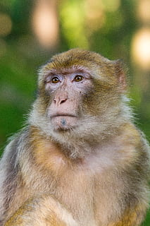 macac, Barbary, maimuţă, arhiepiscop, mamifer, a închide, portret, ședință, in cautarea, captiv, natură, animale sălbatice, mic, cu blană, păros, animale în sălbăticie, un animal, animale vertebrate, să se concentreze asupra primelor elemente, uitându-se departe, zi, nici o persoana, în aer liber, 2K, CC0, domeniu public, fără drepturi de autor