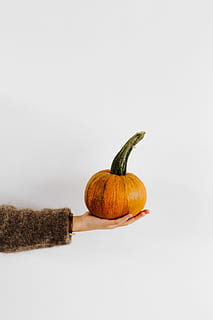 women, hands, sweater, holding, pumpkin, female, person, yellow, autumn, fall, orange, vegetable, halloween, food and drink, studio shot, food, copy space, healthy eating, wellbeing, indoors, white background, freshness, single object, no people, still life, organic, squash - vegetable, raw food, close-up, cut out, gourd, vegetarian food, 5K